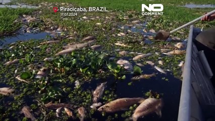 Brasile, fiume pieno di pesci morti a San Paolo: colpa degli scarichi industriali