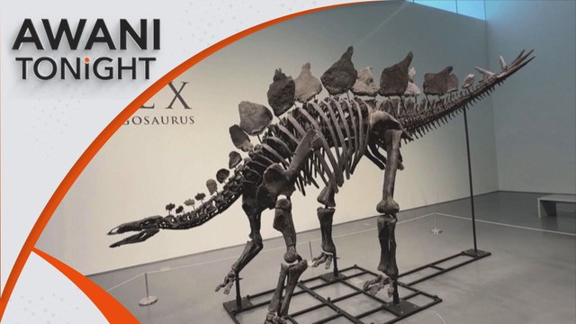 AWANI Tonight: Stegosaurus fossil sells for record-breaking $44.6M