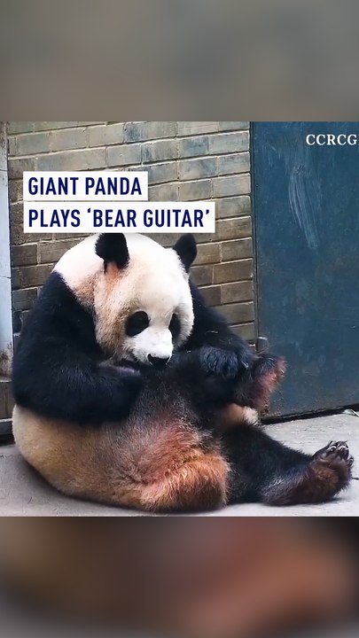 Giant panda plays ‘bear guitar’