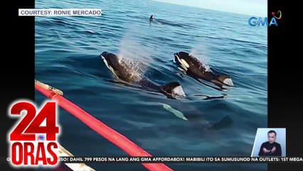 24 Oras: (Part 3) Namataang 5 killer whales sa Palawan; barriers sa EDSA, inararo ng SUV; pasilip sa pasabog performances sa GMA Gala 2024, atbp.