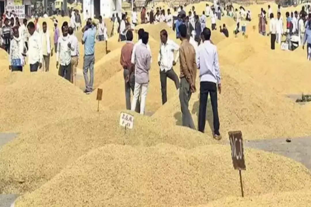 Kota mandi bhav : धान-चना तेज, सरसों में मंदी