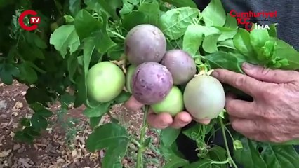 Kilosu 100 TL: Tropikal 'aşk meyvesi'