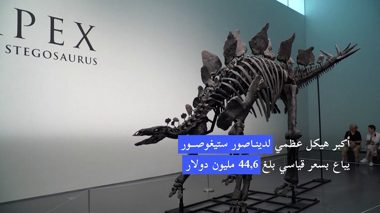 أكبر هيكل عظمي لديناصور ستيغوصور يباع بسعر قياس...