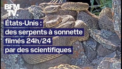 Download Video: États-Unis: la vie de milliers de serpents à sonnette filmée en direct 24h/24