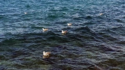 Galebovi plivaju u Poreču u Hrvatskoj / Seagulls swim in Poreč, Croatia