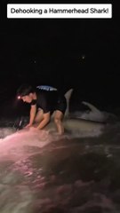 Man rides hammerhead Shark with lightning in the bank