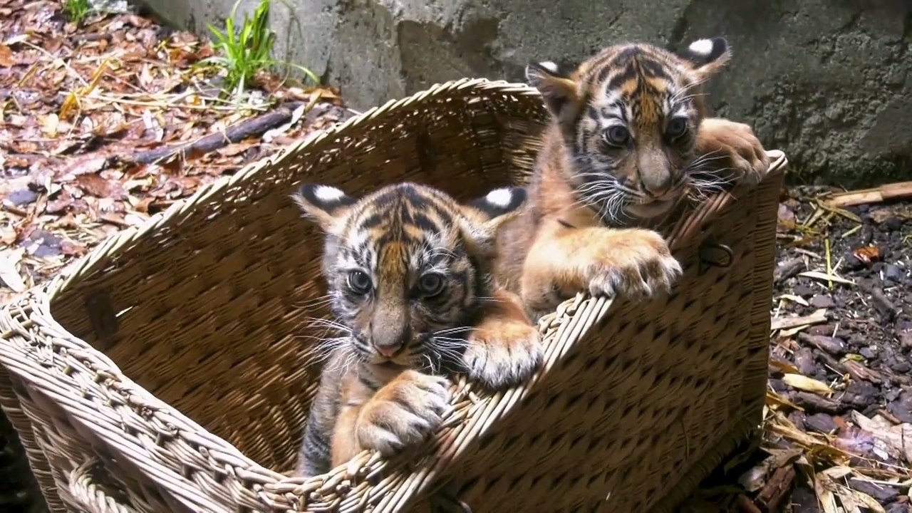 Erster Tierarztbesuch für Tiger-Zwillinge