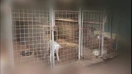 "몸에 좋다"...야생동물 불법 포획한 5명 송치 / YTN