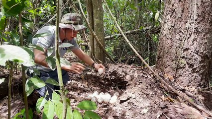 Esperança renovada pelo nascimento de raros crocodilos-siameses no Camboja