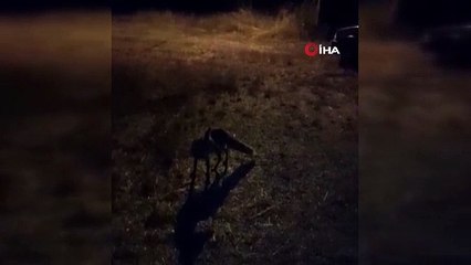 Tilkiyi makarna ile besledi! İzleyenleri güldüren anlar