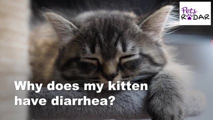 What Should I Do If My Kitten Has Diarrhea?