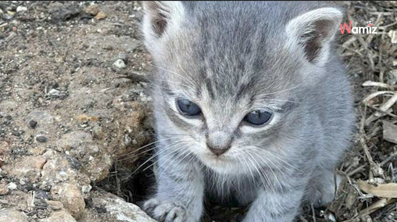 Elle entend ses poules crier et découvre des bébés inattendus à l’intérieur du poulailler