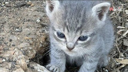 Elle entend ses poules crier et découvre des bébés inattendus à l’intérieur du poulailler