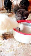 White and Black silky hens