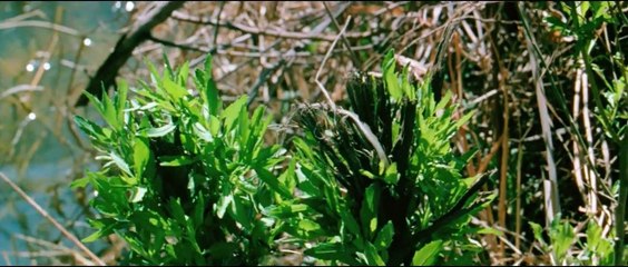 'The Legend of Boggy Creek' - Tráiler Oficial