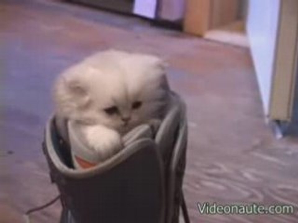 Chat-botte mignon