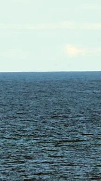 Baleias-jubarte são avistadas em praia de Salvador; assista