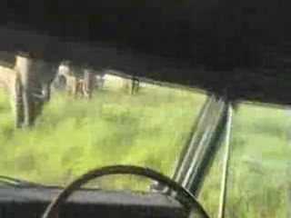 Un éléphant charge un 4x4