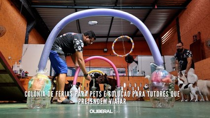 Colônia de férias para pets é solução para tutores que pretendem viajar