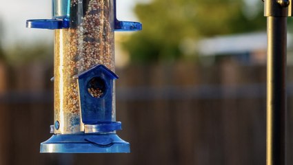 Why Birds Aren’t Using Your Bird Feeder, According To An Expert