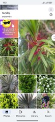 flower palant / beautiful flower # natural #flower #plants #viral #trending #short #reels #foryou