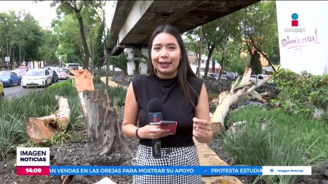 Cae árbol sobre las vías de la Línea 4 del Metro de la CDMX