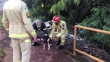 Muito assustada, cachorra é retirada de córrego no Brasmadeira pelos Bombeiros