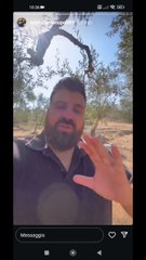 i danni che sta causando la siccità agli ulivi