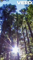 Capturing the Beauty of Nature_ Ultimate Guide