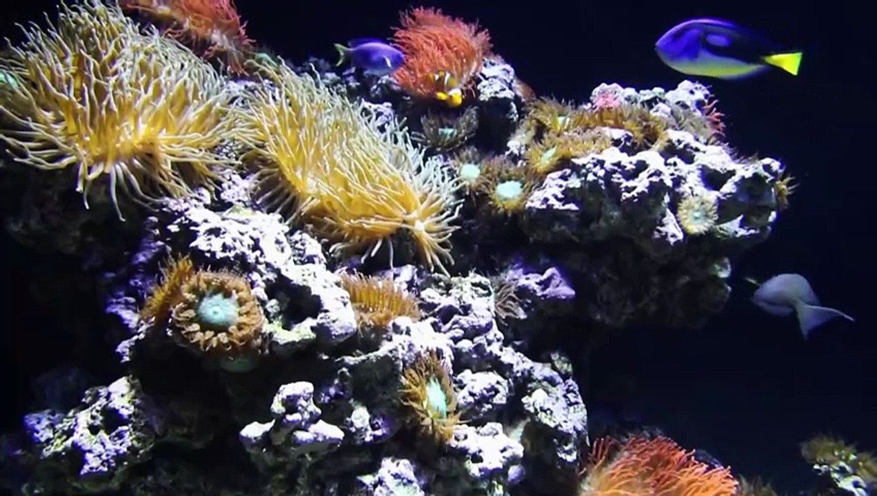 MÚSICA E IMÁGENES RELAJANTES PARA CONTROL DE ESTRÉ