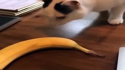 Animals Funniest moments #pets #vital #trending #Funny #animals #cats Funtime