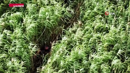 Sazlıklarda sülük toplarken kayboldu, AFAD dron ile buldu