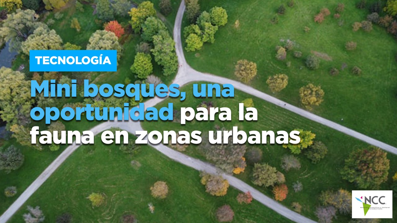 Mini bosques, una oportunidad para la fauna en...