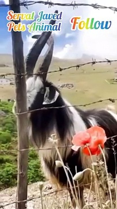 Beautiful Markhor ke Video
