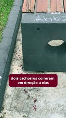 Menina é atacada por pit bull em pracinha