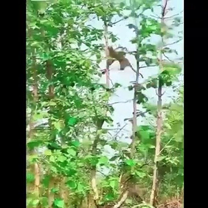 Funny animals reaction