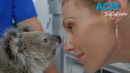 ‘Wildlife don’t come with a credit card': who pays for a koala’s vet bill?