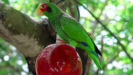 Birds Special Collection 2022 _  Birds 4k Video Ultra Hd _ Amazing Wild Birds