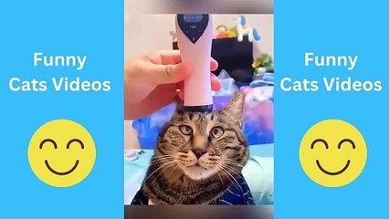 Cats Being Cats: Funniest Cat Videos Compilation