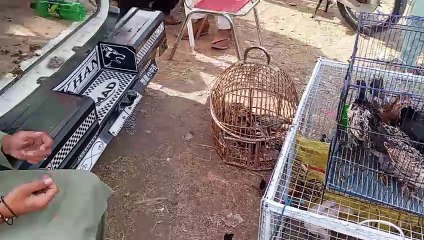 Sunday market for animals in kohat