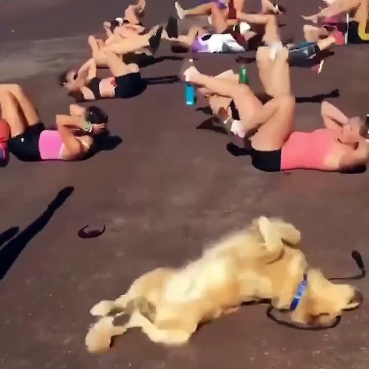 animaltraining
