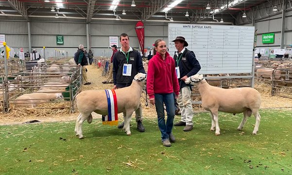 White Suffolk champions at ASWS | Stock & Land