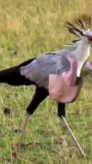 If birds have hands