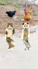 Pets funny dance for Pets lover