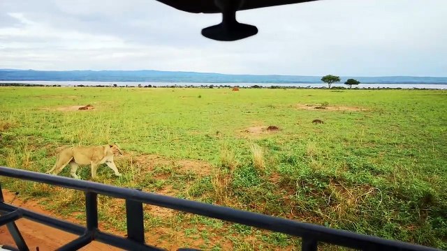 Gorilla Trekking In Uganda