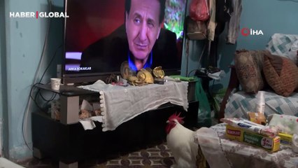 Mersin'de görenleri şoke ediyor! Bu horoza dönüp bir daha bakıyorlar