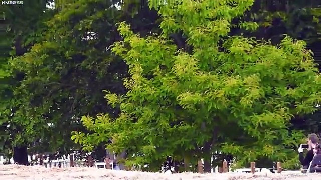 Gordon Murray T.50s Niki Lauda singing at 12,000 rpm- Current best sounding V12 track-only hypercar.