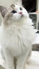 Kitten corner shocked 