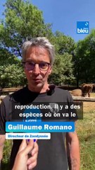 Zoodyssée : une centaine de naissances depuis début 2024