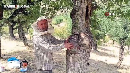 Ağaç kovuklarından çıkıyor fiyatı ise dudak uçuklatıyor!